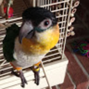 Meet your Posher, Mr. nugget